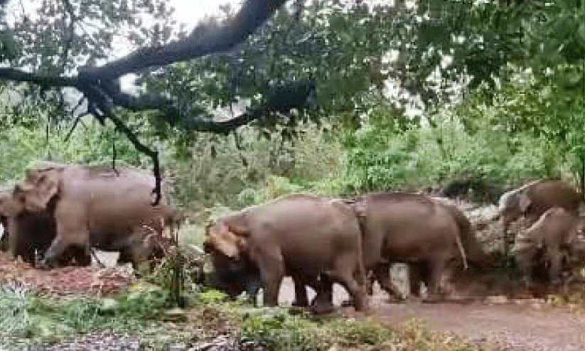 wild elephant menace