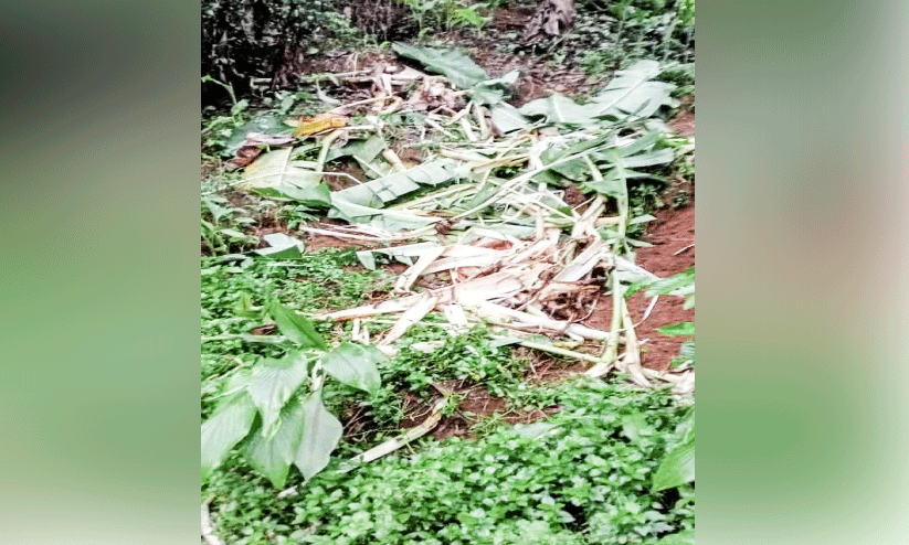 ജനവാസ മേഖലയിൽ കാട്ടാന വിളയാട്ടം; ഭീ​തി​യോ​ടെ ജ​നം