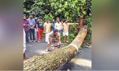 നാ​ടു​കാ​ണി ചു​ര​ത്തി​ൽ വ​ൻ​മ​രം വീ​ണു; കെ.​എ​സ്.​ആ​ർ.​ടി.​സി ക​ണ്ട​ക്ട​ർ വാ​ളെ​ടു​ത്തു