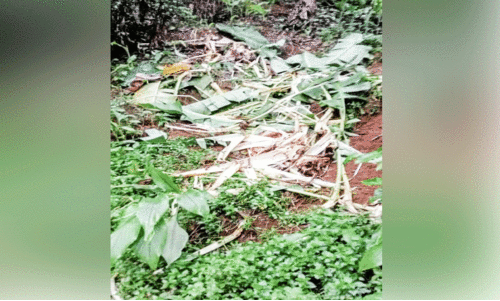 ജനവാസ മേഖലയിൽ കാട്ടാന വിളയാട്ടം; ഭീ​തി​യോ​ടെ ജ​നം