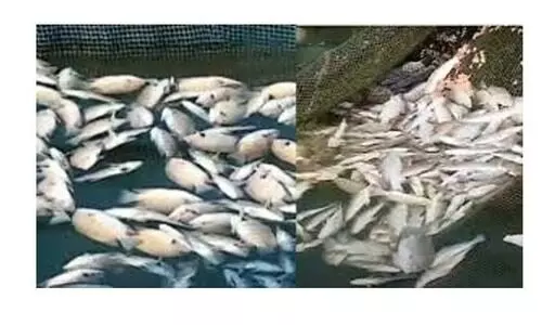 പെരിയാറിലെ മത്സ്യക്കുരുതി: സർക്കാർ വിശദീകരണം നൽകണമെന്ന്​ ഹരിത ട്രൈബ്യൂണൽ