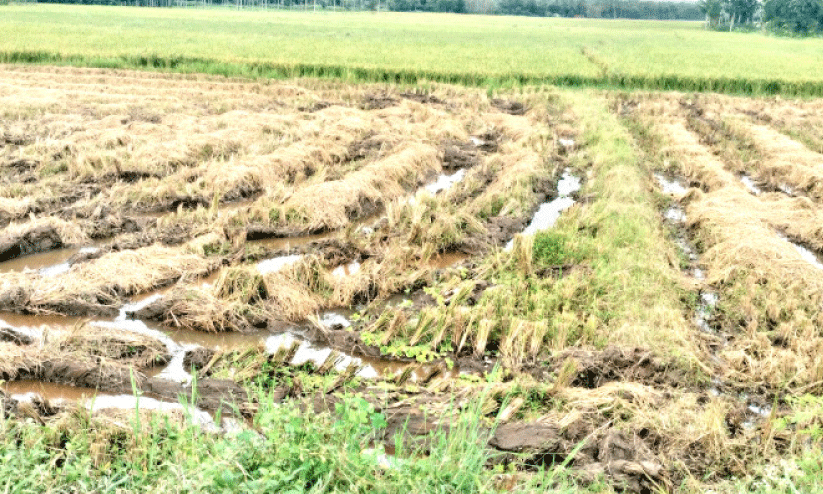 വൈ​ക്കോ​ൽ