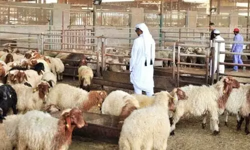 ബ​ലി​പെ​രു​ന്നാ​ൾ: സ​ബ്സി​ഡി നി​ര​ക്കി​ൽ ആ​ട് വി​ൽ​പ​ന​യു​മാ​യി മ​ന്ത്രാ​ല​യം