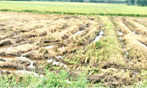 വൈ​ക്കോ​ൽ