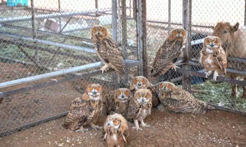 Wildlife found illegally kept Wildlife found illegally kept