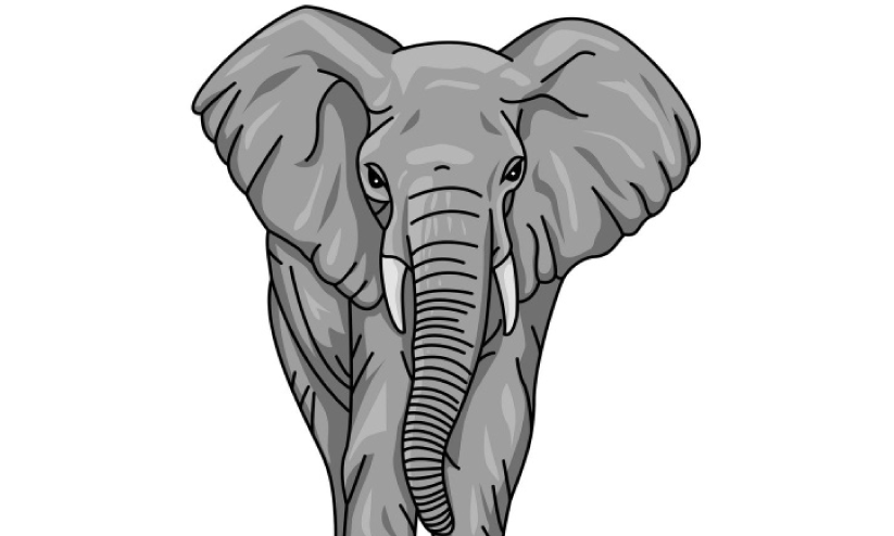 elephant