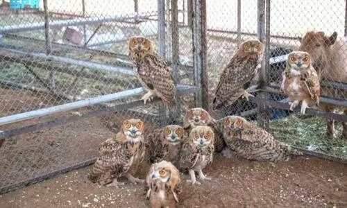 Wildlife found illegally kept