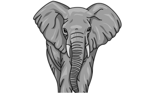 elephant