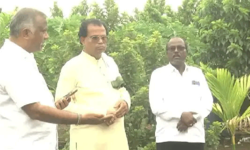 Avocado Cultivation,