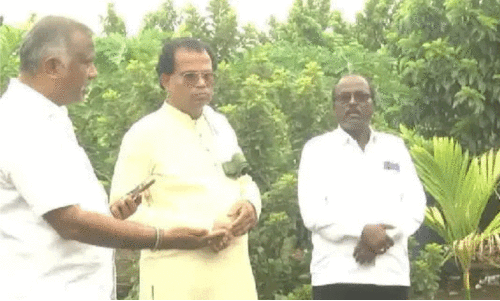 Avocado Cultivation,