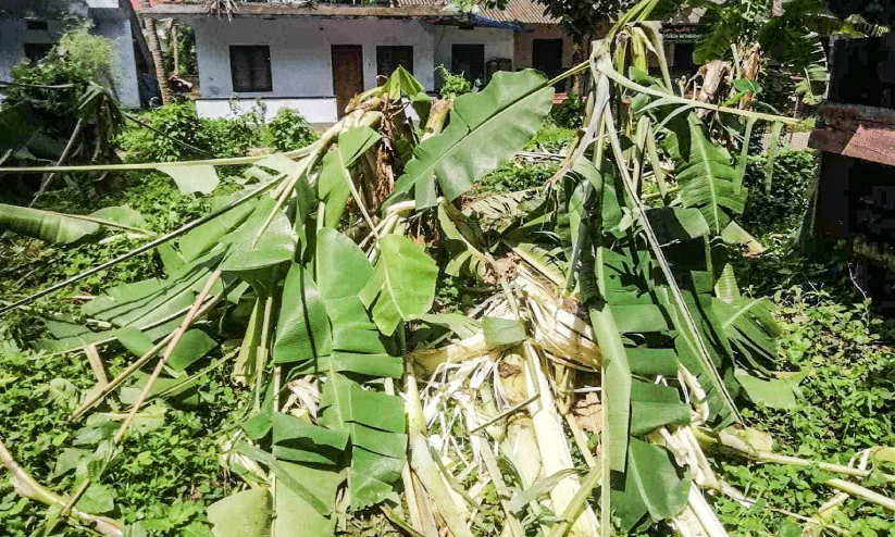 Wild animal attack Wild animal attack