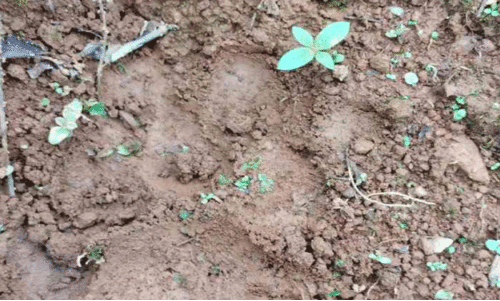 ക​ടു​വ​യു​ടെ കാ​ൽ​പാ​ടു​ക​ൾ