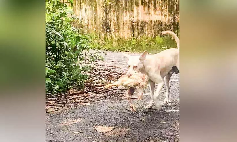 ജാഗ്രത നിർദേശവുമായി അധികൃതർ; ചേര്‍ത്തല നഗരത്തിൽ രണ്ട് വാർഡിൽ പക്ഷിപ്പനി സ്ഥിരീകരിച്ചു
