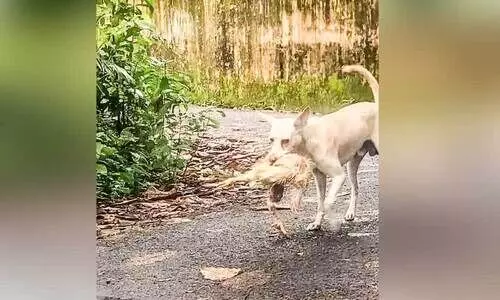 ജാഗ്രത നിർദേശവുമായി അധികൃതർ; ചേര്‍ത്തല നഗരത്തിൽ രണ്ട് വാർഡിൽ പക്ഷിപ്പനി സ്ഥിരീകരിച്ചു