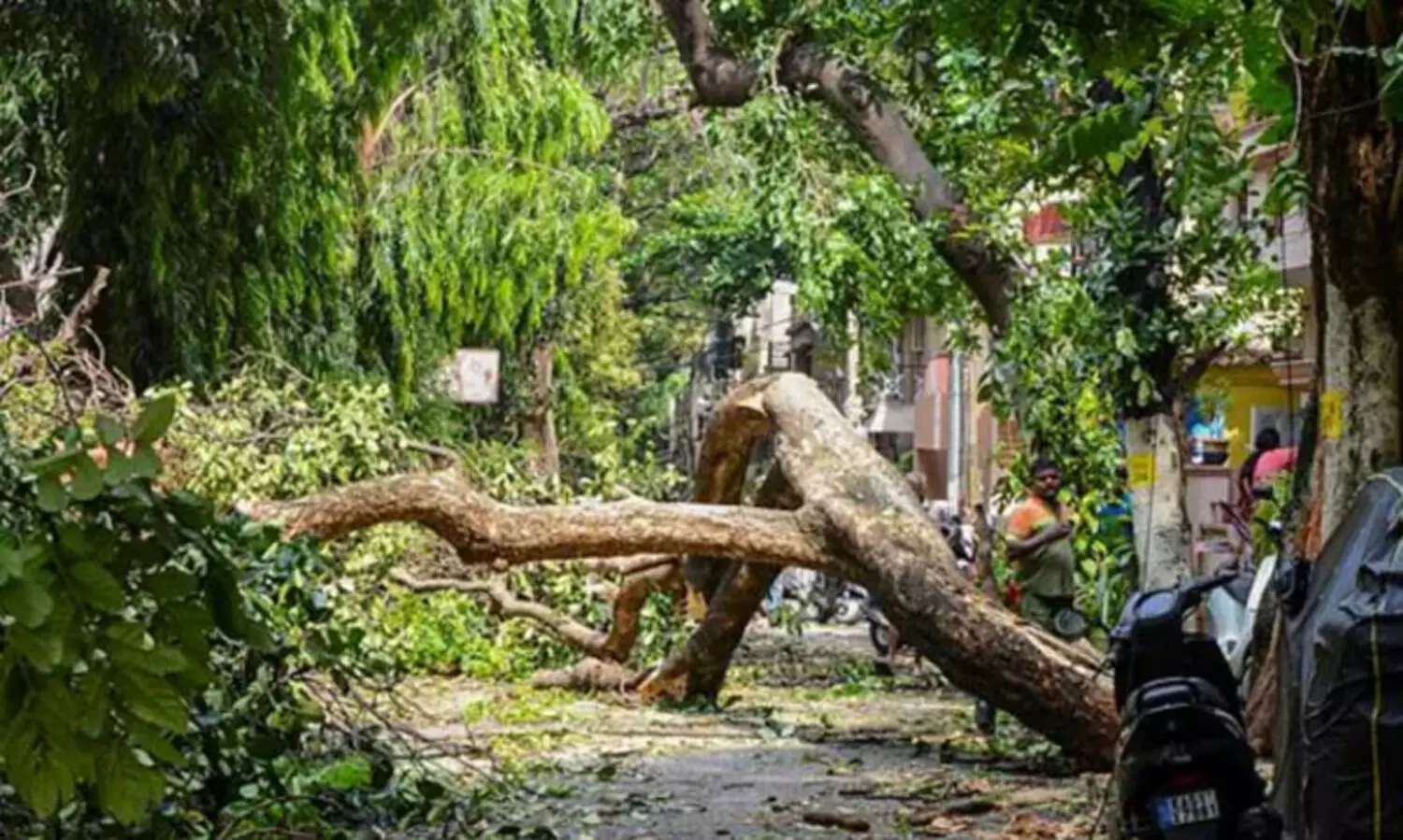 സബർബൻ റെയിൽവേക്കായി മരങ്ങൾ മുറിക്കുന്നത്  സ്റ്റേ ചെയ്ത് കർണാടക ഹൈകോടതി