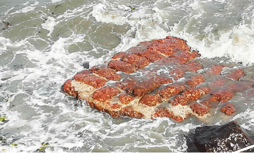 Kochi Fort found on the seashore