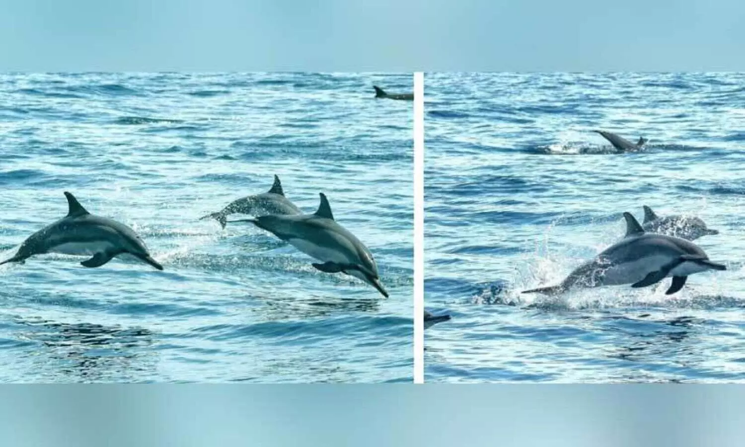 Spinner dolphins spotted in Qatari territorial waters
