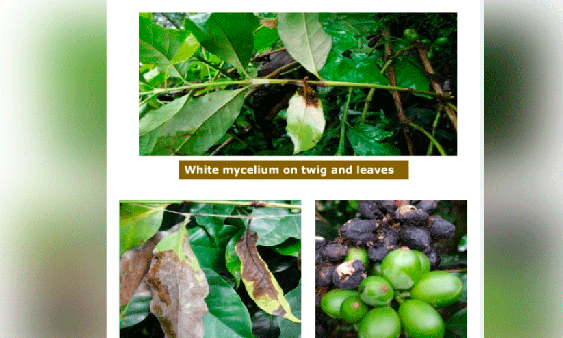 മഴക്കാലം; കാപ്പിക്കുരു പൊഴിച്ചില് രോഗത്തിനെതിരെ ജാഗ്രത വേണം മഴക്കാലം; കാപ്പിക്കുരു പൊഴിച്ചില് രോഗത്തിനെതിരെ ജാഗ്രത വേണം