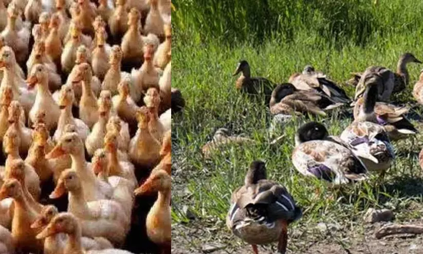 പക്ഷിപ്പനി പ്രതിരോധം: പ്രത്യേക മാര്ഗനിര്ദേശങ്ങള് പുറത്തിറക്കി ആരോഗ്യ വകുപ്പ് പക്ഷിപ്പനി പ്രതിരോധം: പ്രത്യേക മാര്ഗനിര്ദേശങ്ങള് പുറത്തിറക്കി ആരോഗ്യ വകുപ്പ്