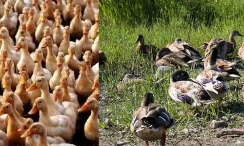 പക്ഷിപ്പനി പ്രതിരോധം: പ്രത്യേക മാര്‍ഗനിര്‍ദേശങ്ങള്‍ പുറത്തിറക്കി ആരോഗ്യ വകുപ്പ്