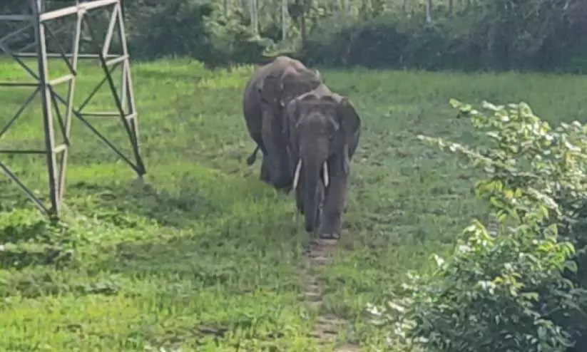 wild elephant wild elephant