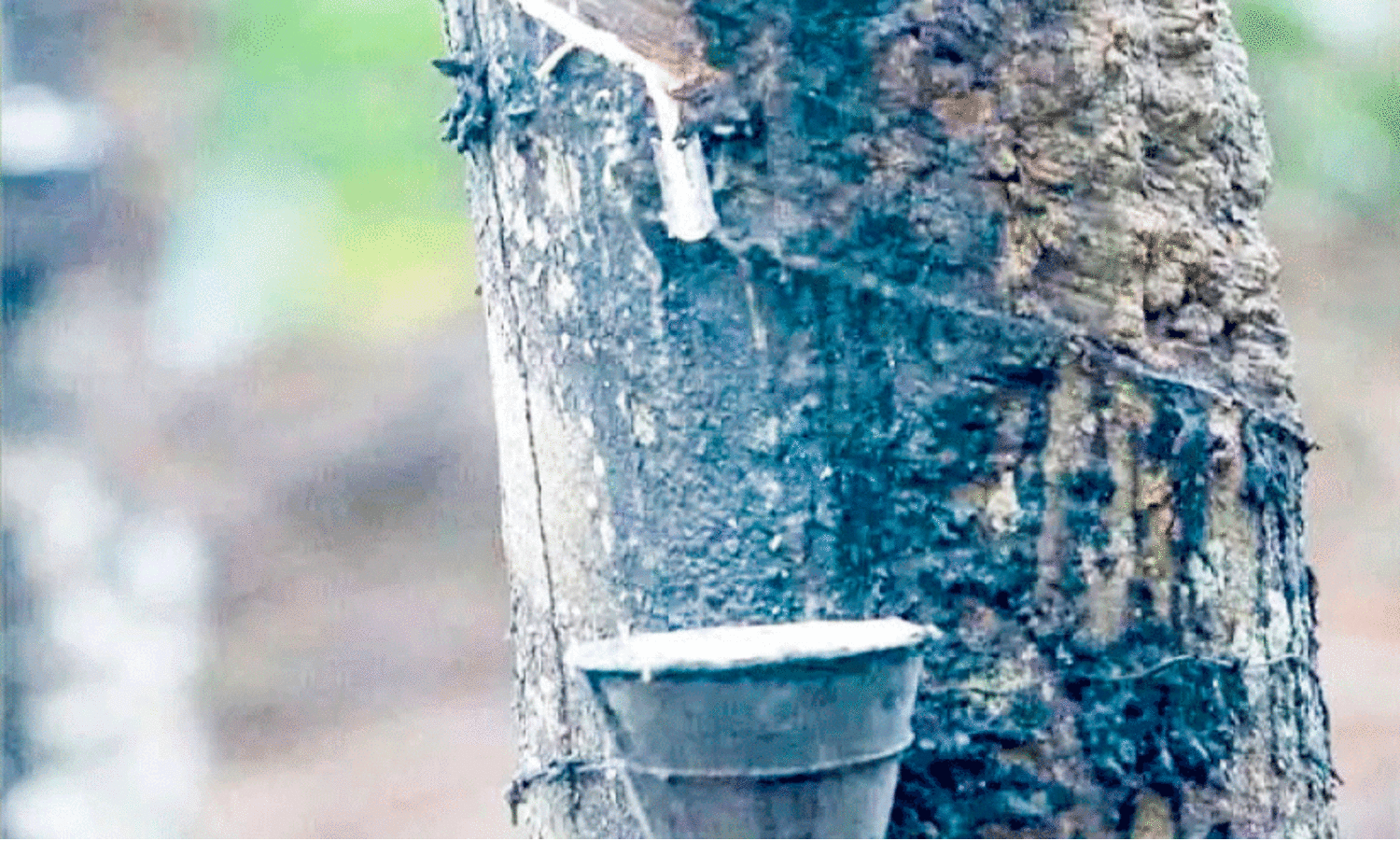 Rubber price production,