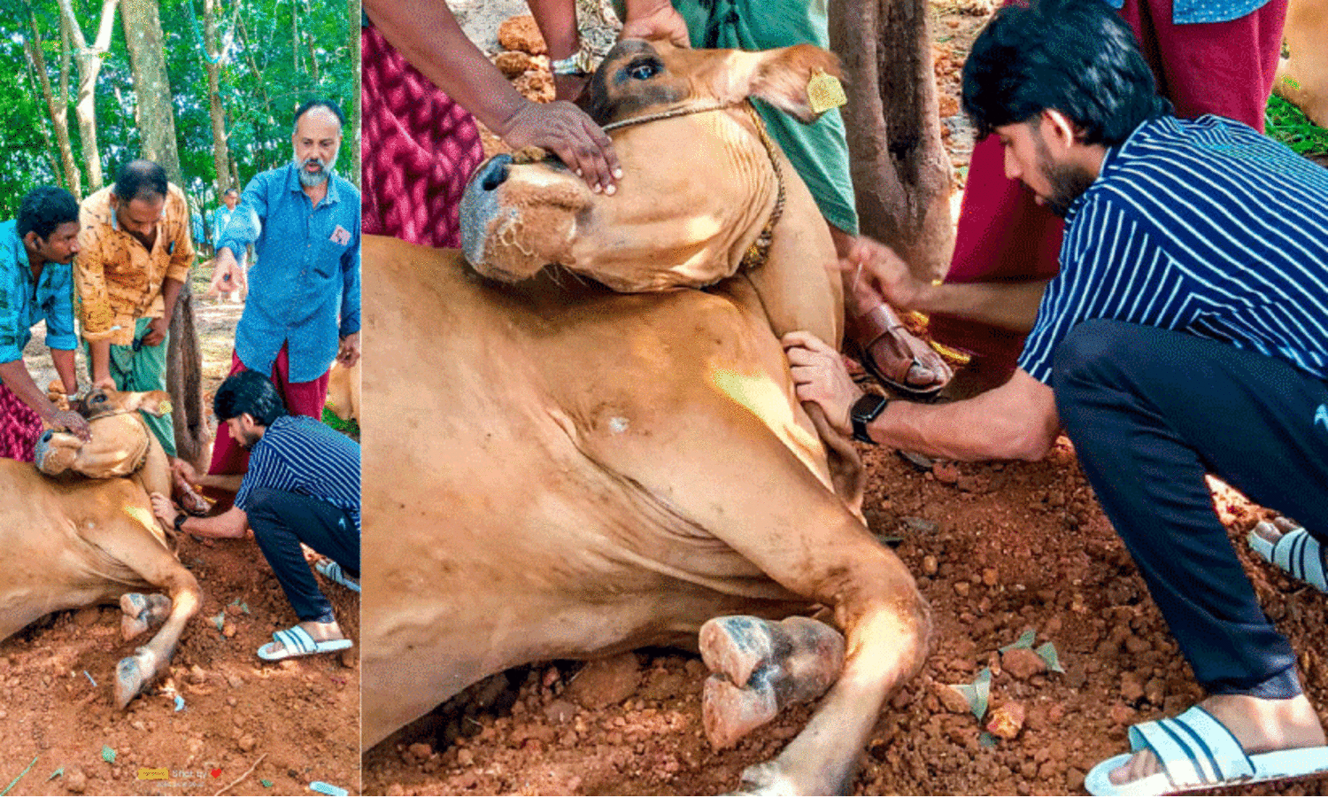 അമിതമായി പൊറോട്ട നൽകി; അഞ്ചുപശുക്കൾ ചത്തു