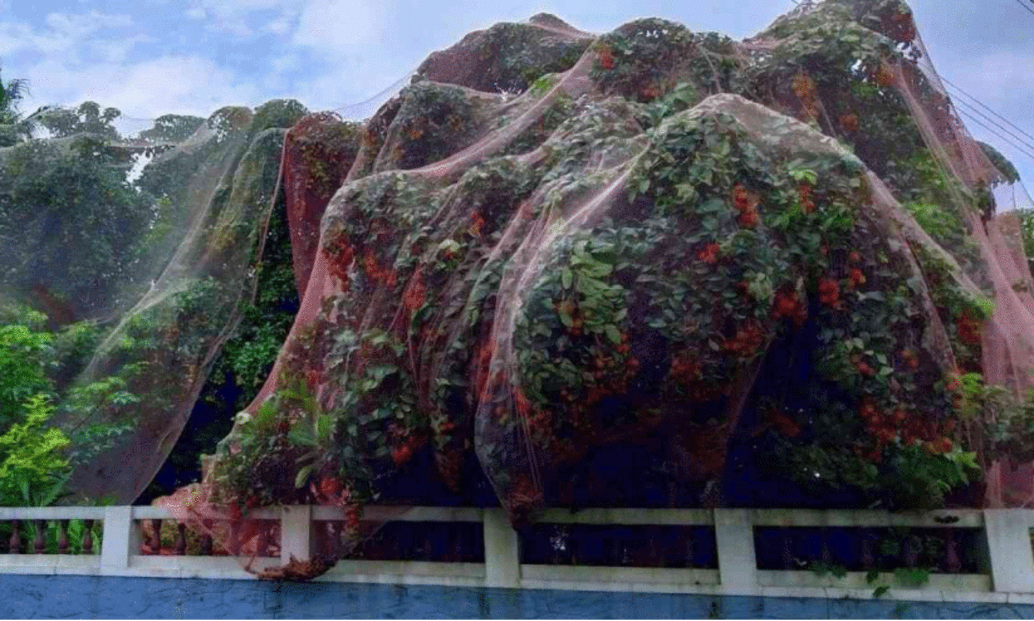 ക​ടു​ത്ത വേ​ന​ൽ പ​രി​യാ​രം മേ​ഖ​ല​യി​ലെ റ​ംബു​ട്ടാ​ൻ, മാം​ഗോ​സ്റ്റി​ൻ കൃ​ഷി​ക്ക് തി​രി​ച്ച​ടി​യാ​യി