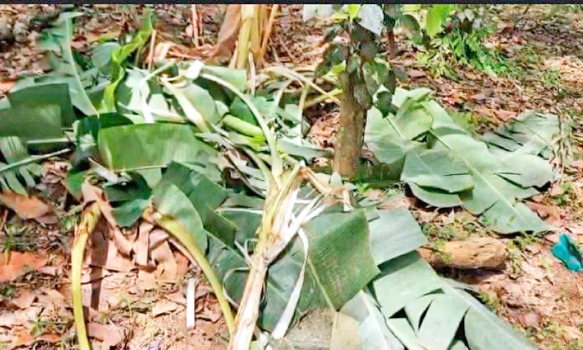 നാശം വിതച്ച് കാട്ടാനക്കൂട്ടം