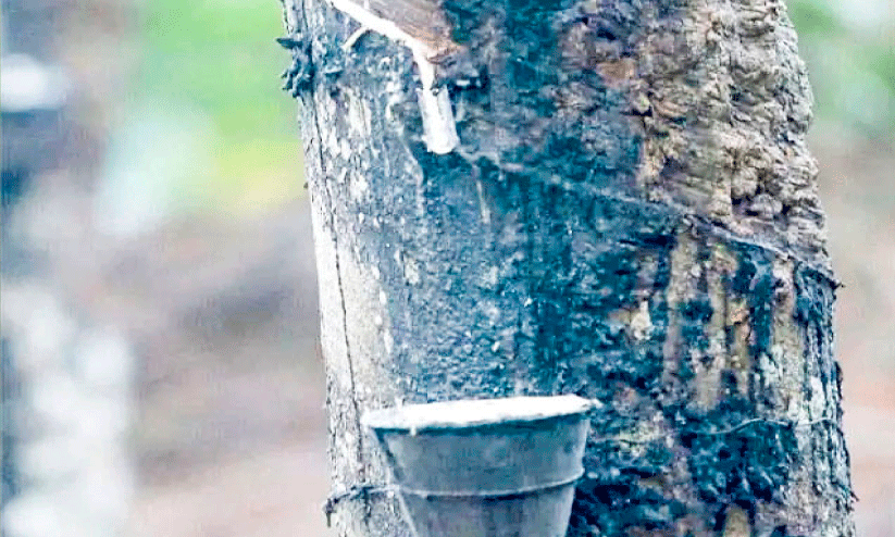 Rubber price production, Rubber price production,