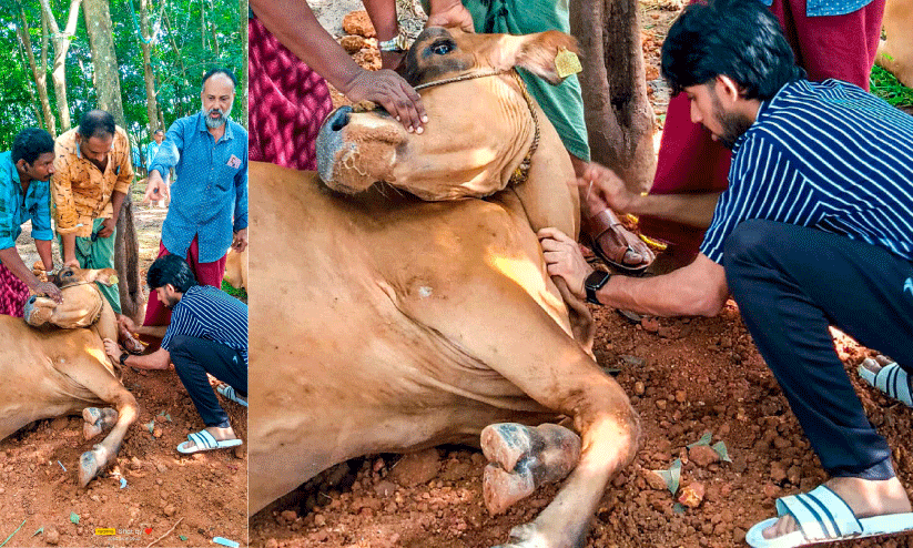 അമിതമായി പൊറോട്ട നൽകി; അഞ്ചുപശുക്കൾ ചത്തു