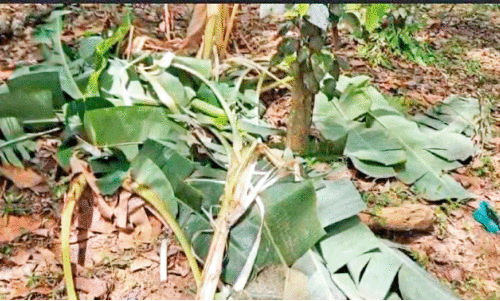 നാശം വിതച്ച് കാട്ടാനക്കൂട്ടം