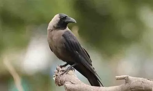 Indian crows, Indian crows,
