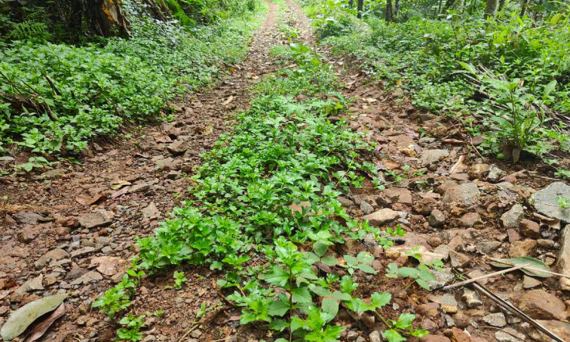 Velichamtode-Paramba Road, Velichamtode-Paramba Road,
