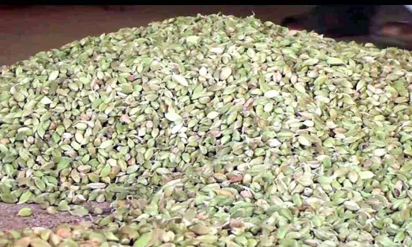 ഉൽപാദനം കുറഞ്ഞു; ഹൈറേഞ്ചില്‍ ഇരിപ്പുകായ ഏലം വിപണിയിൽ