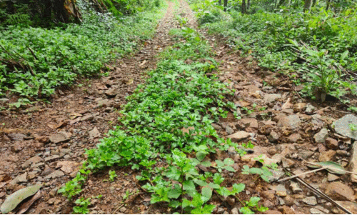 Velichamtode-Paramba Road, Velichamtode-Paramba Road,