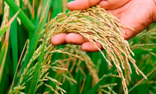 14 വി​ള​ക​ൾ​ക്ക് താ​ങ്ങു​വി​ല കൂ​ട്ടി