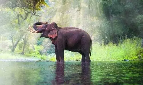 elephant