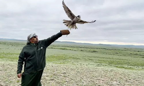 63 ഫാ​ൽ​ക്ക​ണു​ക​ൾ​ക്ക് പു​തു​ജീ​വ​ൻ