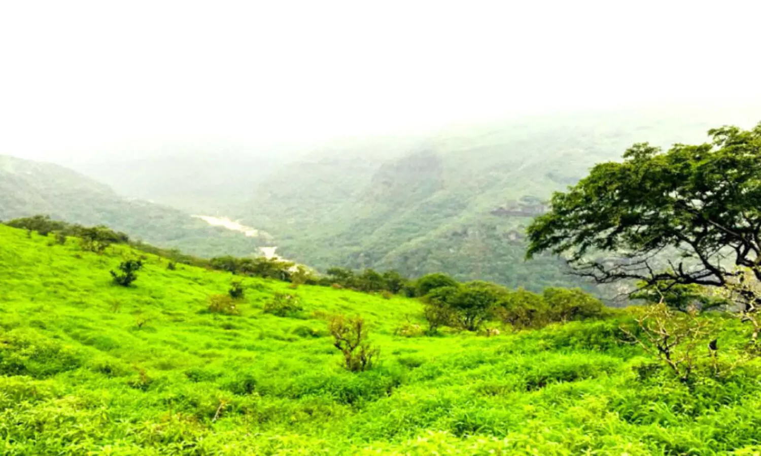 ദോ​ഫാ​റി​ന്​ ഇ​നി കു​ളി​ര​ണി​യും ഖ​രീ​ഫ്​ കാ​ലം