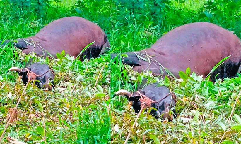 എടക്കാട് കടുവ പശുവിനെ കൊന്നു; നാട്ടുകാർ ഭീതിയിൽ എടക്കാട് കടുവ പശുവിനെ കൊന്നു; നാട്ടുകാർ ഭീതിയിൽ