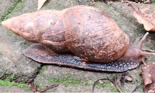 African snail
