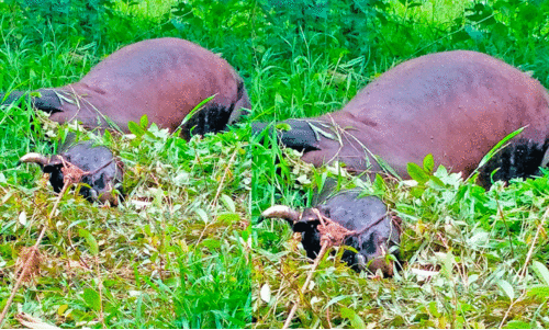 എ​ട​ക്കാ​ട് ക​ടു​വ പ​ശു​വി​നെ കൊ​ന്നു; നാ​ട്ടു​കാ​ർ ഭീ​തി​യി​ൽ