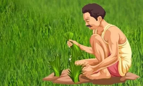 കണ്ണീർപ്പാടം കൊയ്യും നേരം...കൃഷി ഉപേക്ഷിക്കേണ്ടി വരുമോ? കണ്ണീർപ്പാടം കൊയ്യും നേരം...കൃഷി ഉപേക്ഷിക്കേണ്ടി വരുമോ?