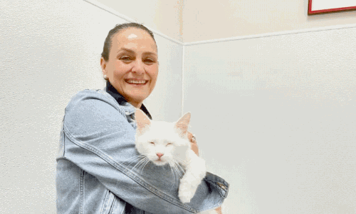 cat brought from Qatar