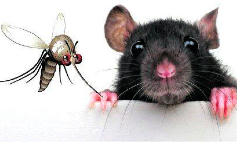 Leptospirosis Leptospirosis