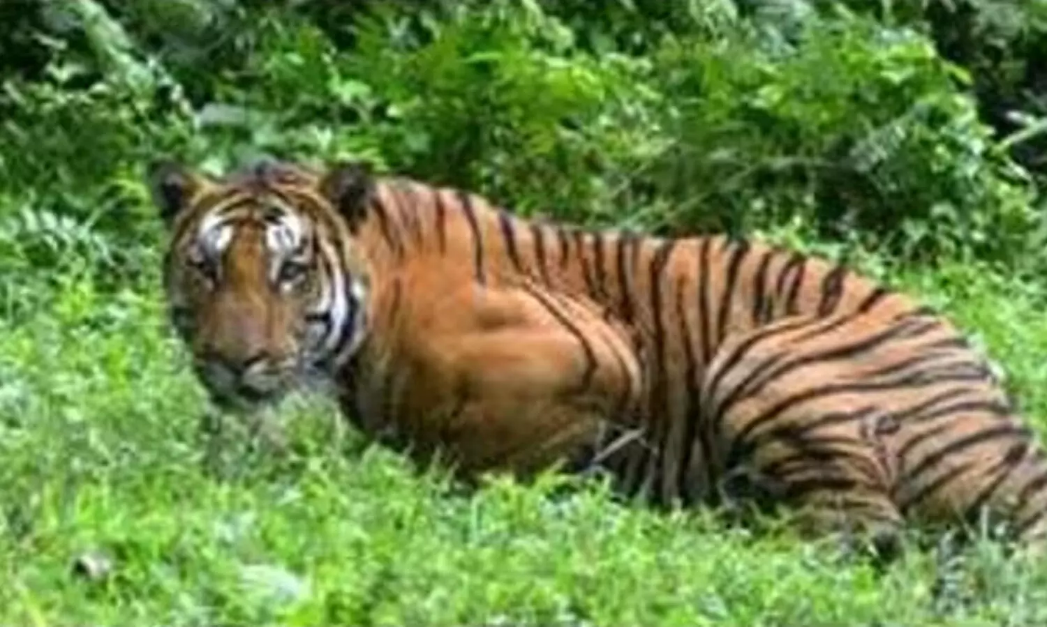 കടുവാ ഭീതി: വയനാട്ടിൽ മൂന്നു വാർഡുകളിൽ നിരോധനാജ്ഞ