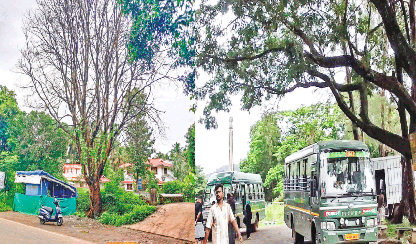 danger tree danger tree