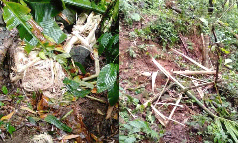 wild elephant menace