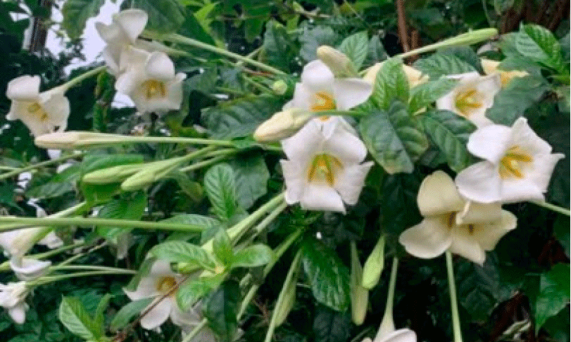 പൂന്തോട്ടത്തിലെ സിദ്ധൗഷധം പൂന്തോട്ടത്തിലെ സിദ്ധൗഷധം